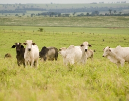 Reconhecimento do Brasil como livre de febre aftosa sem vacinação pela OMSA