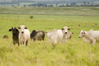 Reconhecimento do Brasil como livre de febre aftosa sem vacinação pela OMSA